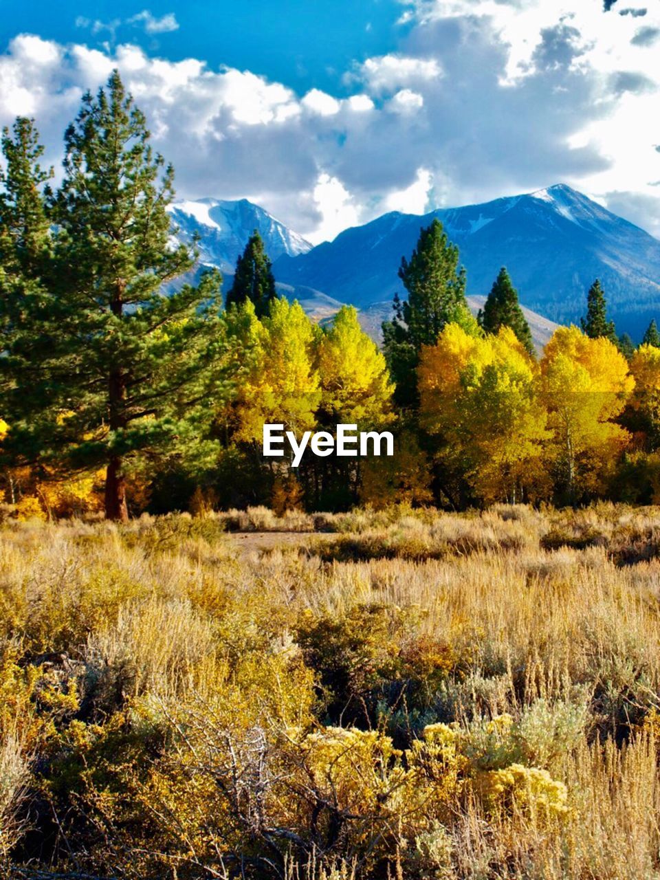SCENIC VIEW OF FOREST AGAINST SKY