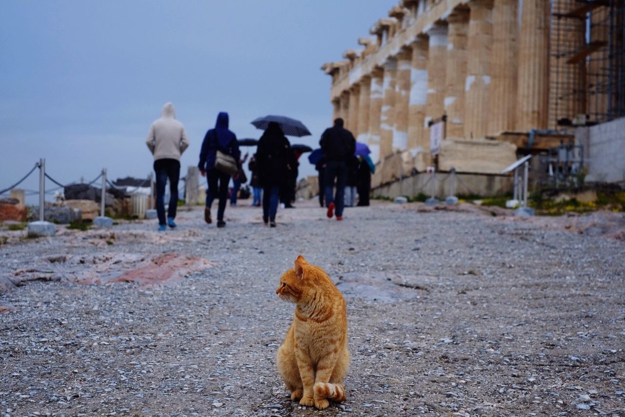 Cat on ground