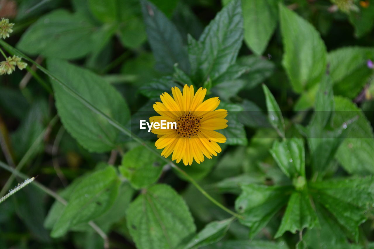 CLOSE-UP OF YELLOW FLOWER