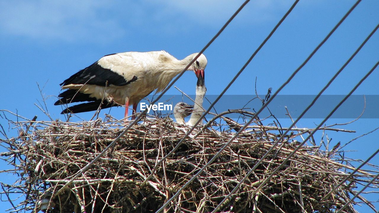 Bird on shore against clear sky