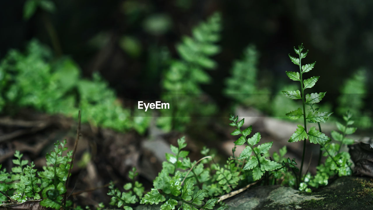 CLOSE-UP OF FRESH GREEN PLANTS IN A FOREST