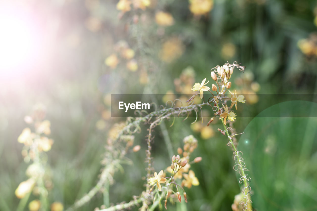 CLOSE-UP OF INSECT ON PLANT AT FLOWERING PLANTS