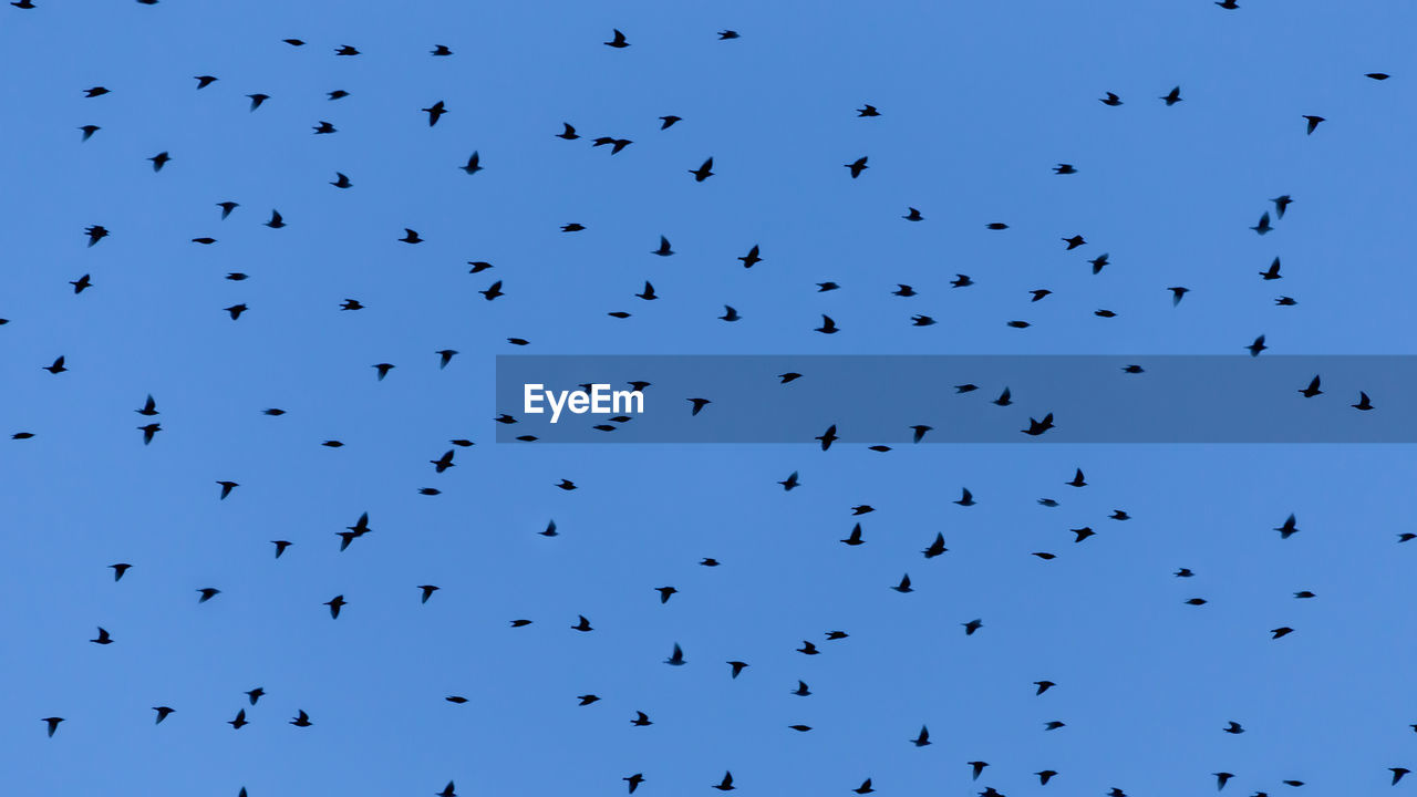 Low angle view of birds flying in the sky