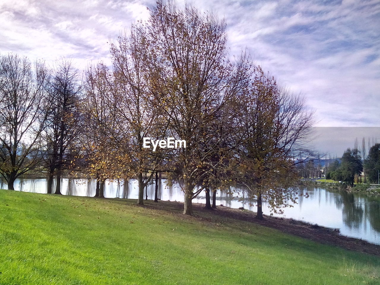 TREES ON GRASSY LANDSCAPE AGAINST CLOUDY SKY