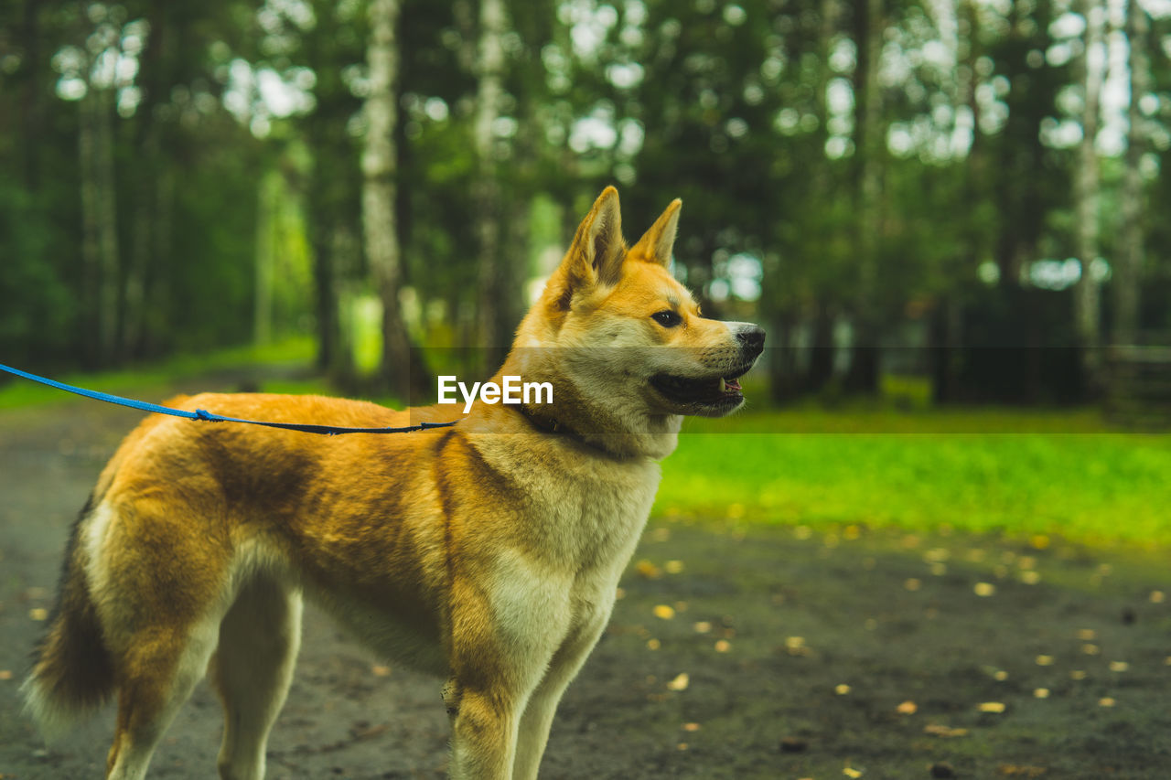 Akita inu on a walk with the owner