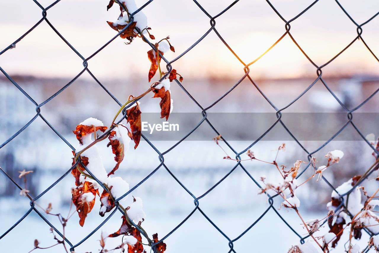 Close-up of chainlink fence during winter