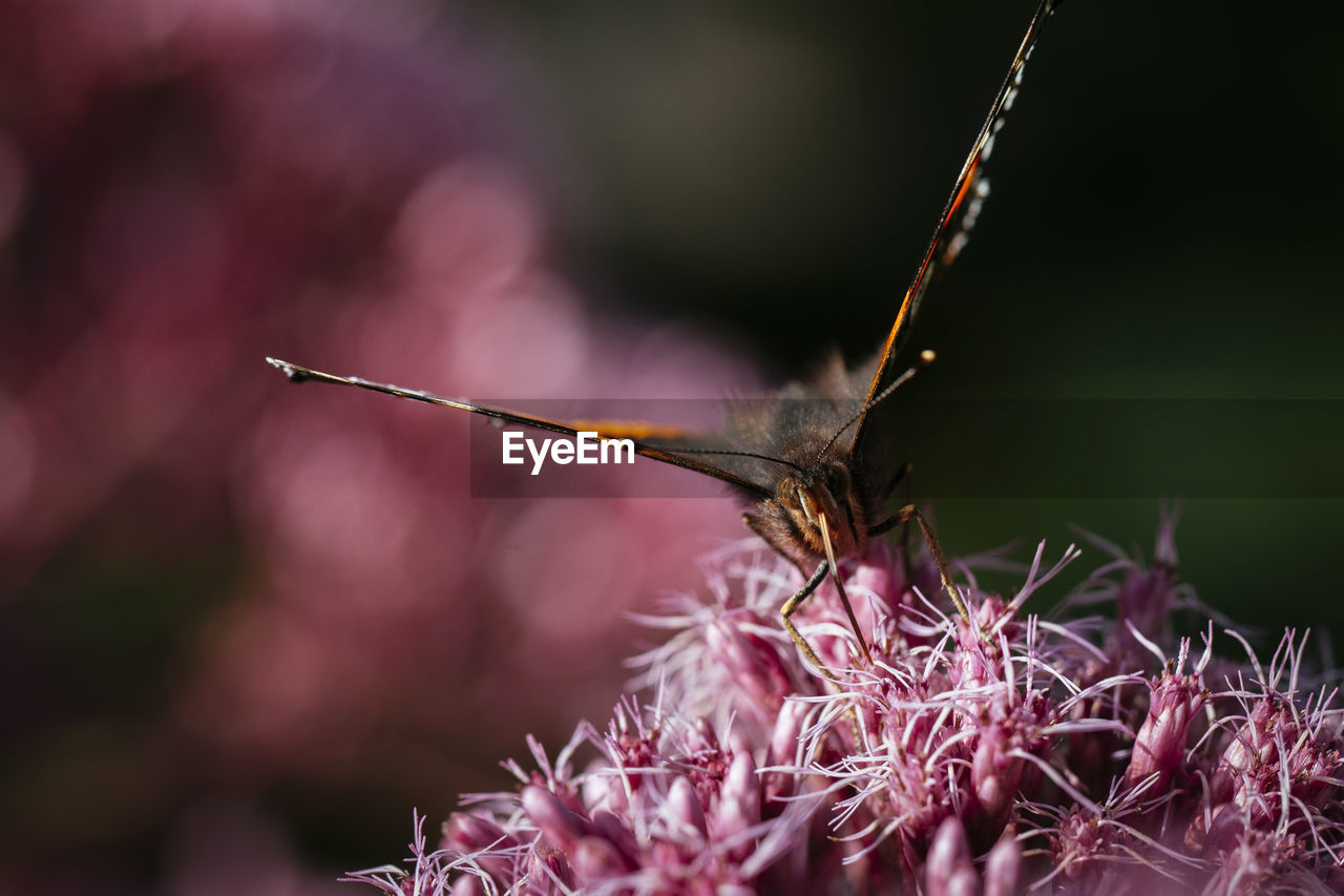 Close-up of butterfly on flowers