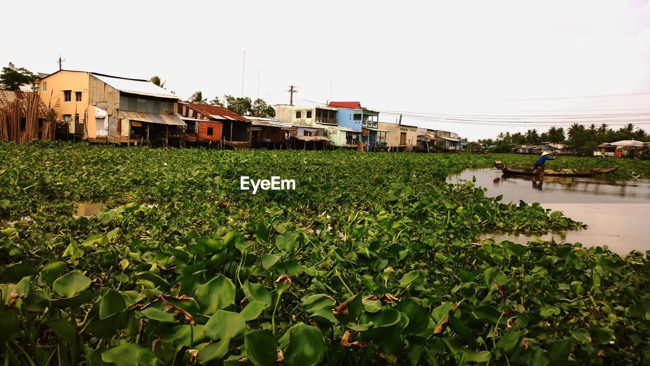 Plants growing on river by houses against clear sky