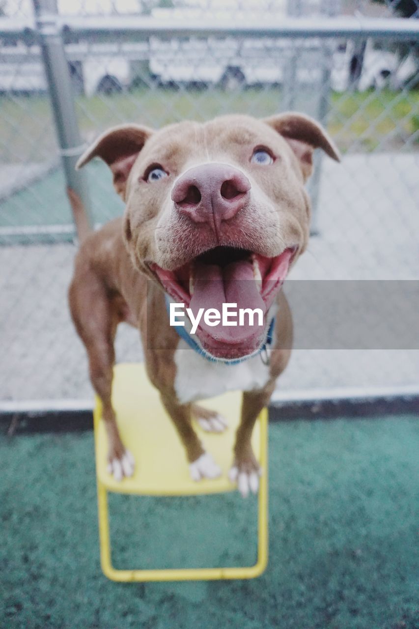 Close-up of pit bull terrier on stool