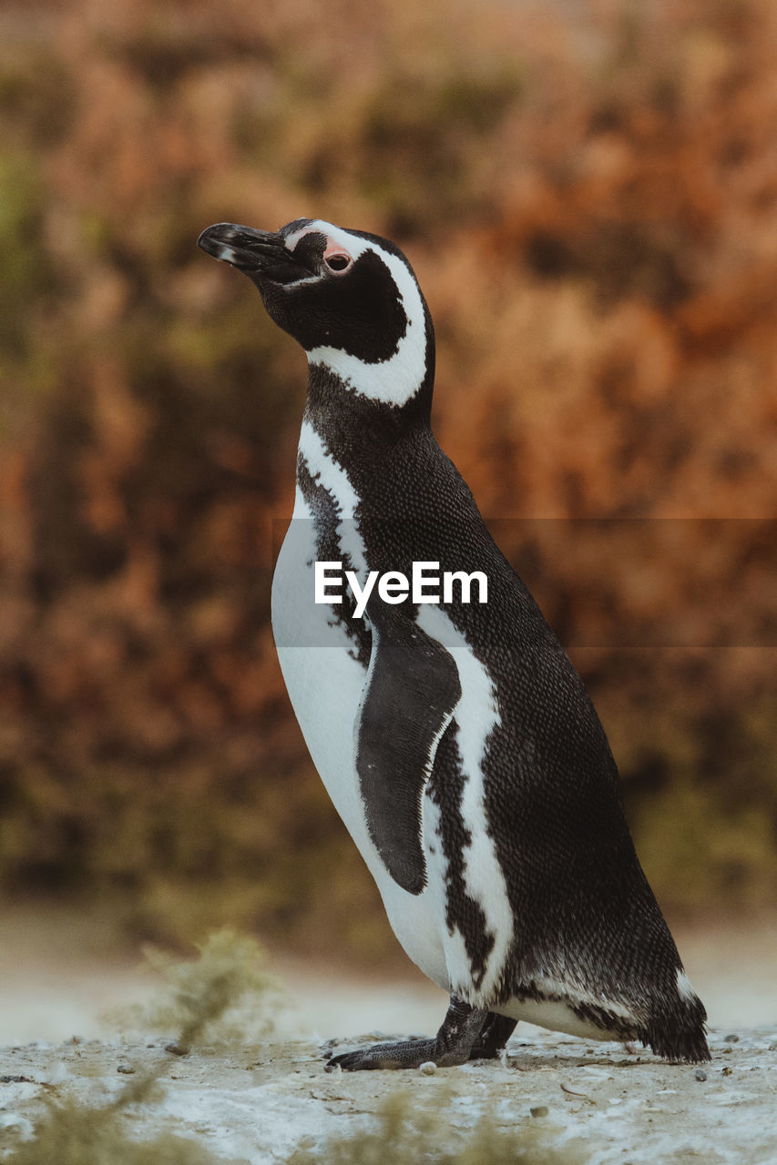 Magellanic penguin in patagonia.