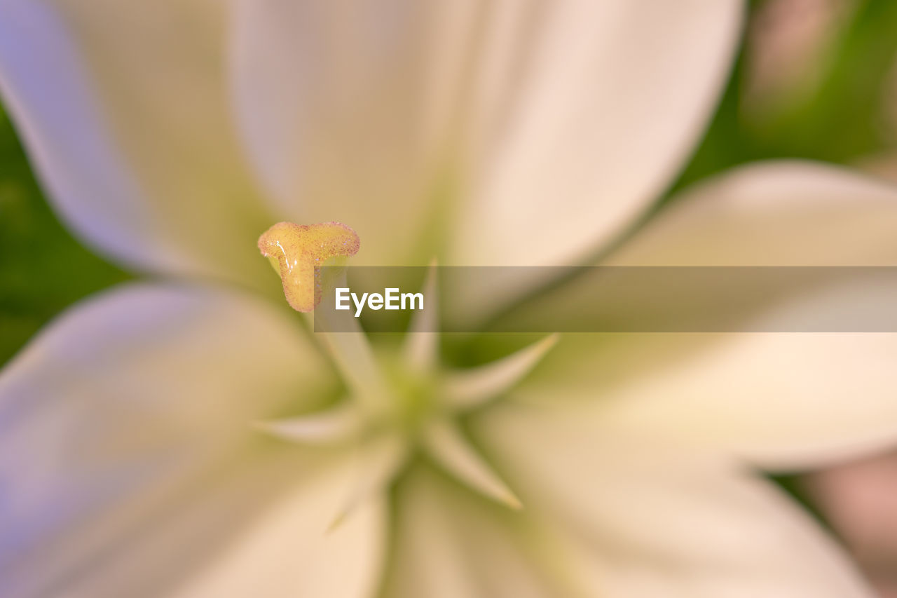 CLOSE-UP OF FLOWER OUTDOORS