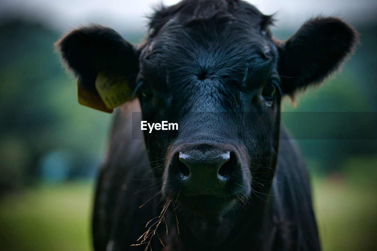 close-up portrait of cow