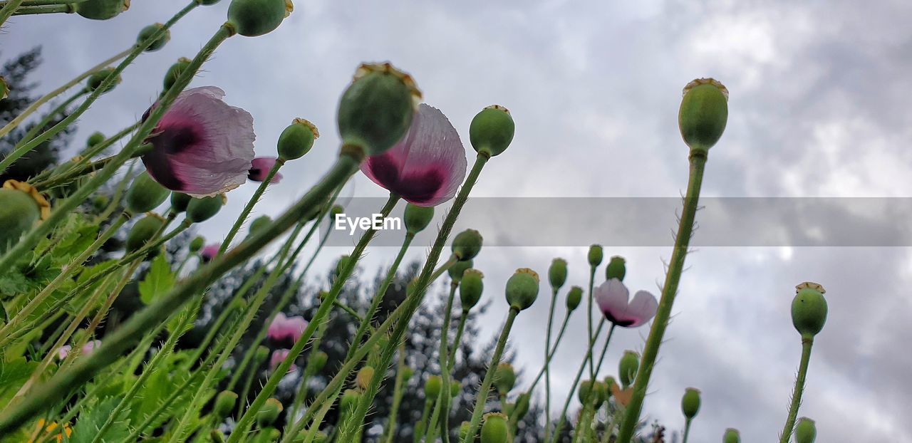 CLOSE-UP OF PURPLE FLOWERING PLANT AGAINST SKY