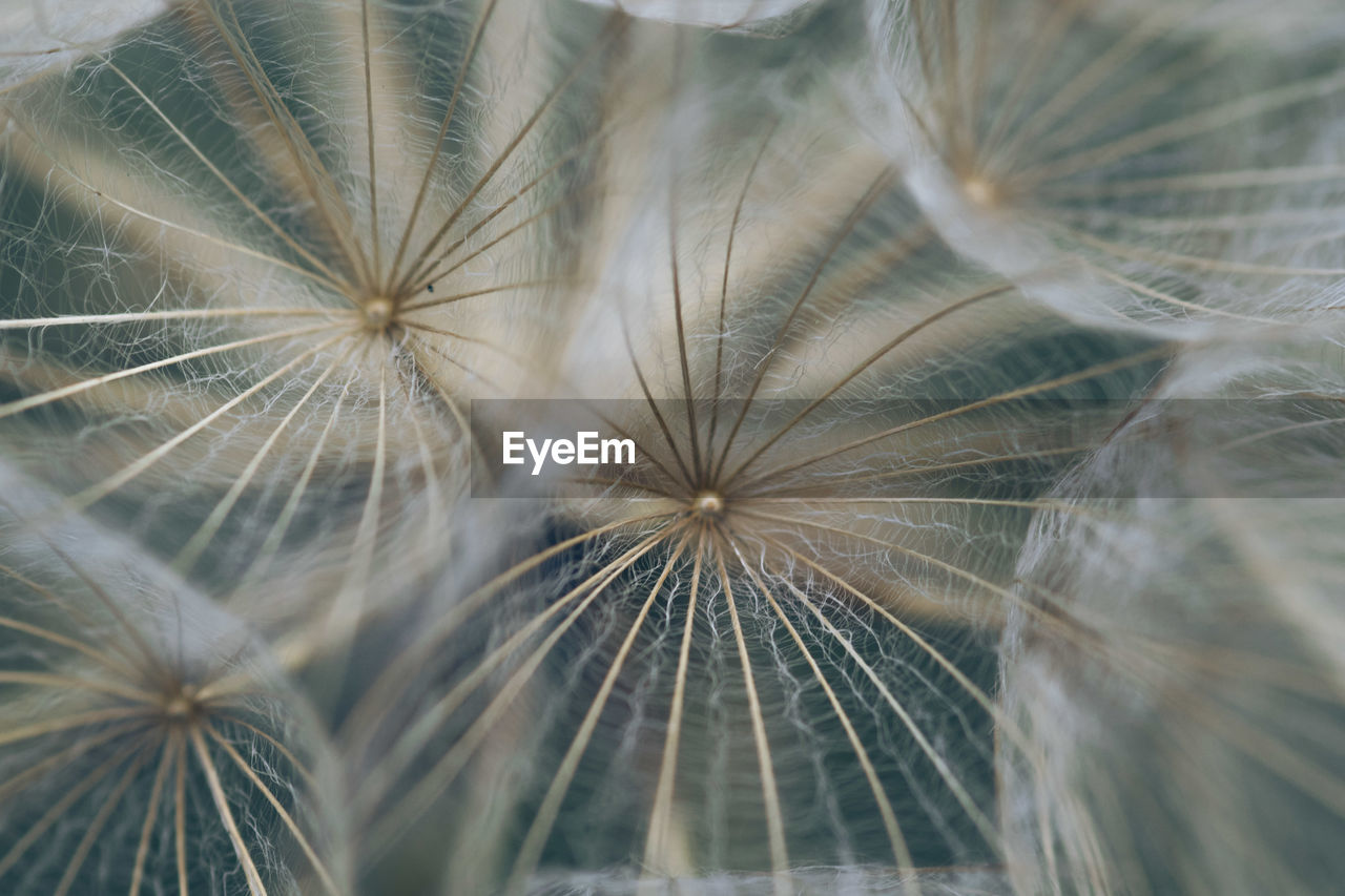 CLOSE-UP OF DANDELION AGAINST SUNLIGHT