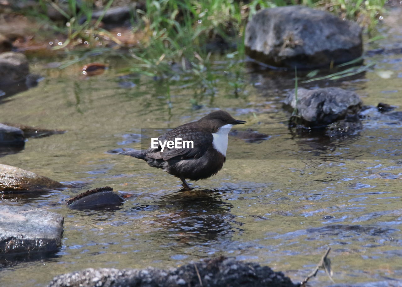 DUCKS IN WATER