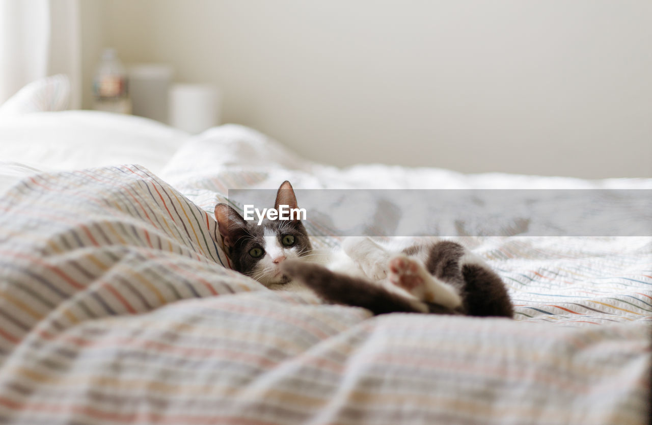 PORTRAIT OF CAT ON BED