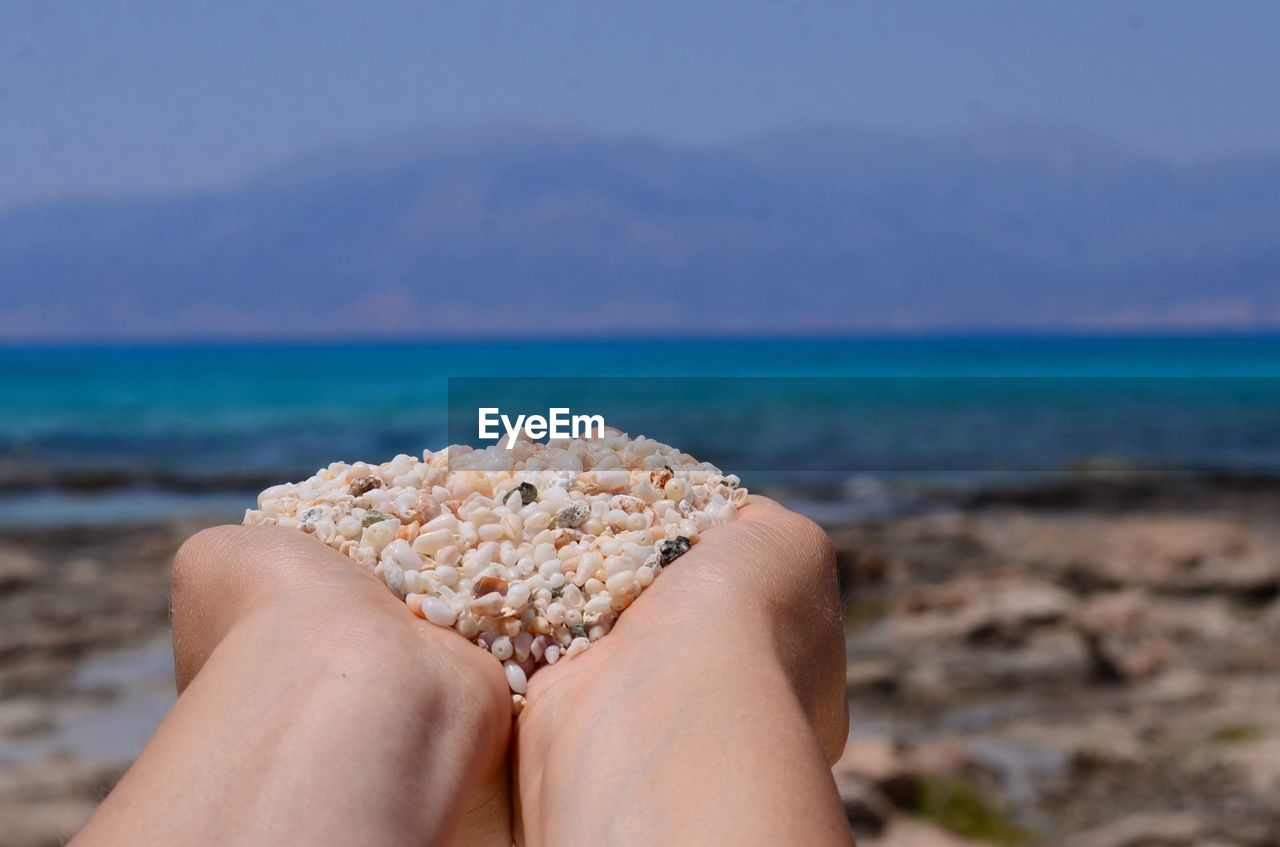 Cropped hands holding seashell at beach 