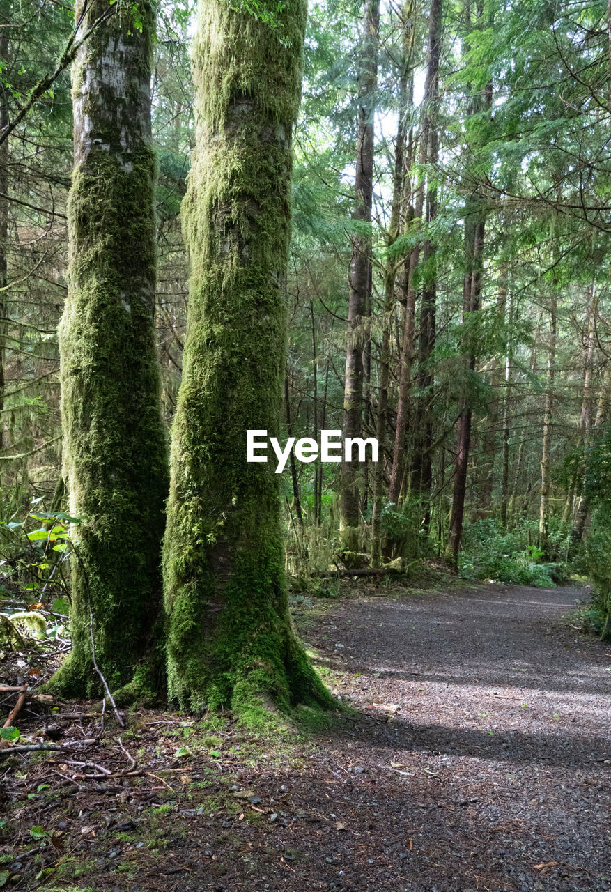 VIEW OF TREES IN FOREST