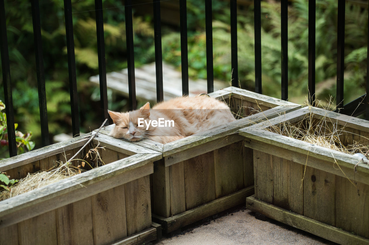 Cat takes a nap in flower planter outside