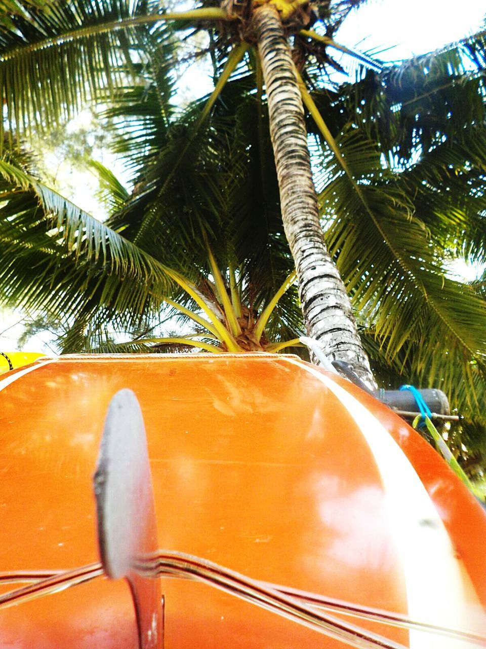 LOW ANGLE VIEW OF BIRD AGAINST PALM TREES