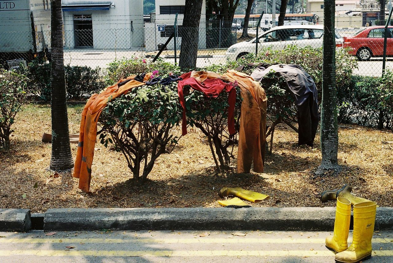 Cloths drying on plant in garden