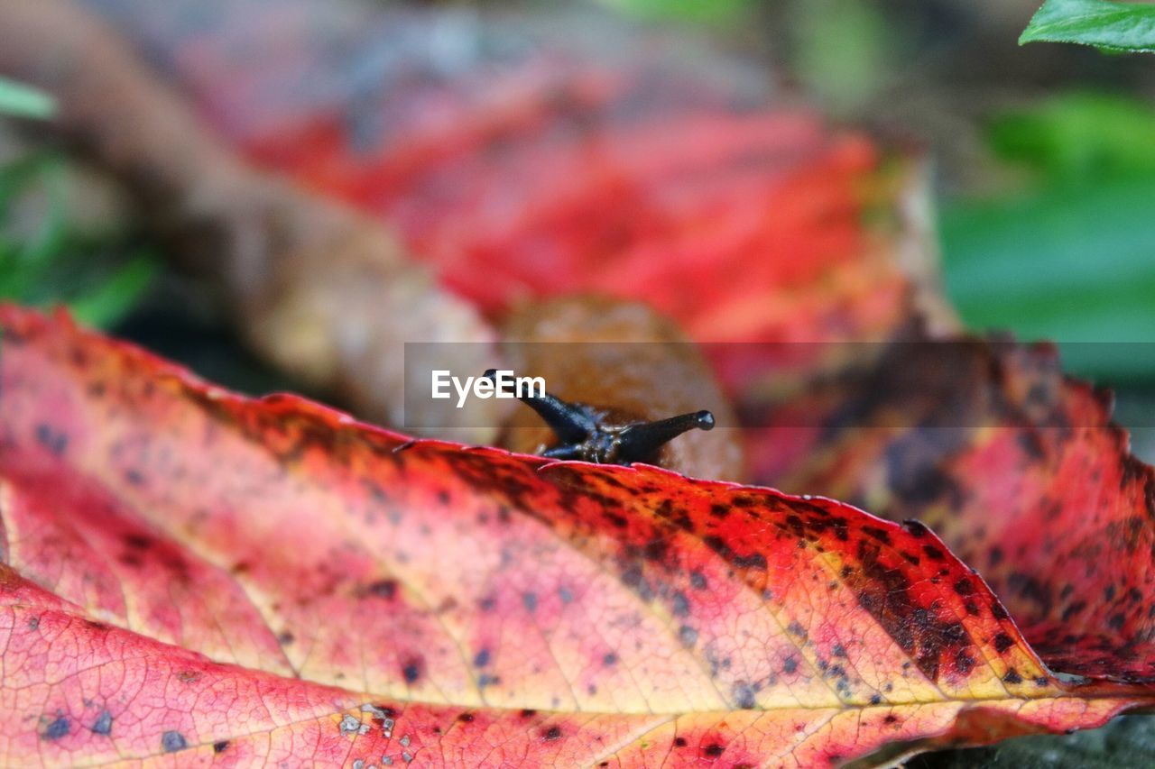 CLOSE-UP OF INSECT ON RED AUTUMN LEAF