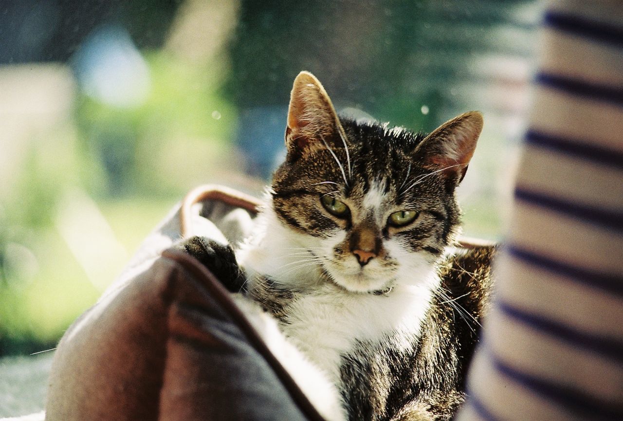 Close-up of cat