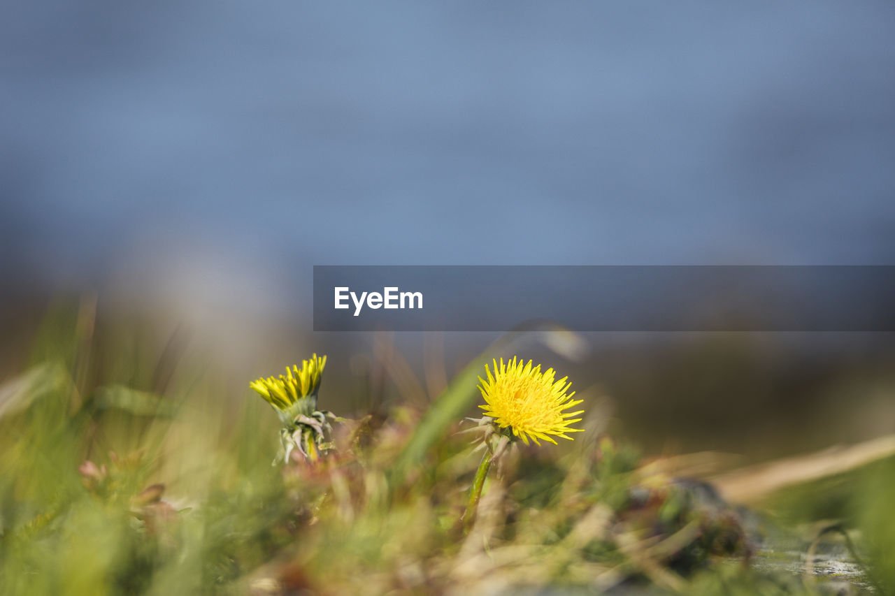 CLOSE-UP OF YELLOW FLOWERING PLANT IN FIELD