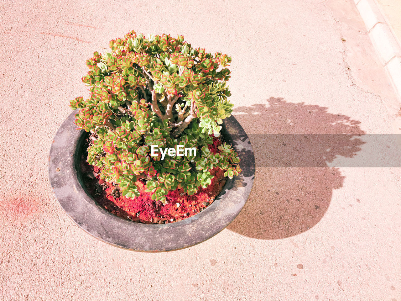 High angle view of potted plant