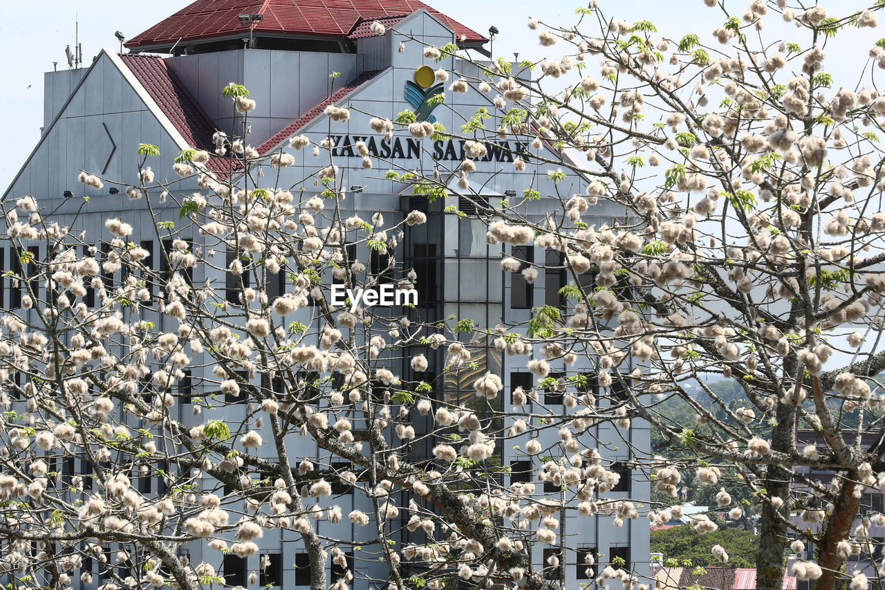 LOW ANGLE VIEW OF FLOWER TREE IN FRONT OF HOUSE