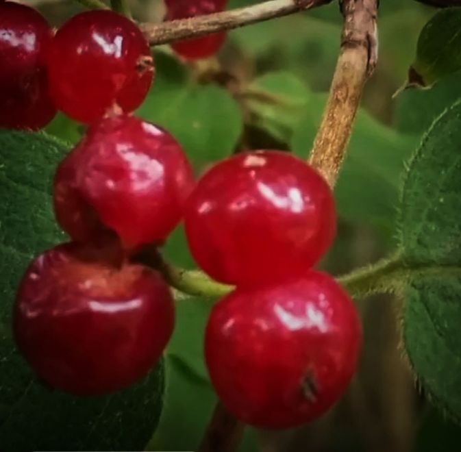 food and drink, fruit, food, healthy eating, plant, red, freshness, leaf, tree, plant part, nature, close-up, cherry, growth, wellbeing, produce, ripe, branch, agriculture, no people, berry, flower, outdoors, shrub, cherry tree, day, plant stem, juicy, green, water, hanging, focus on foreground, lingonberry, cranberry, group of objects, twig, beauty in nature, bunch, selective focus, rose hip, crop, summer