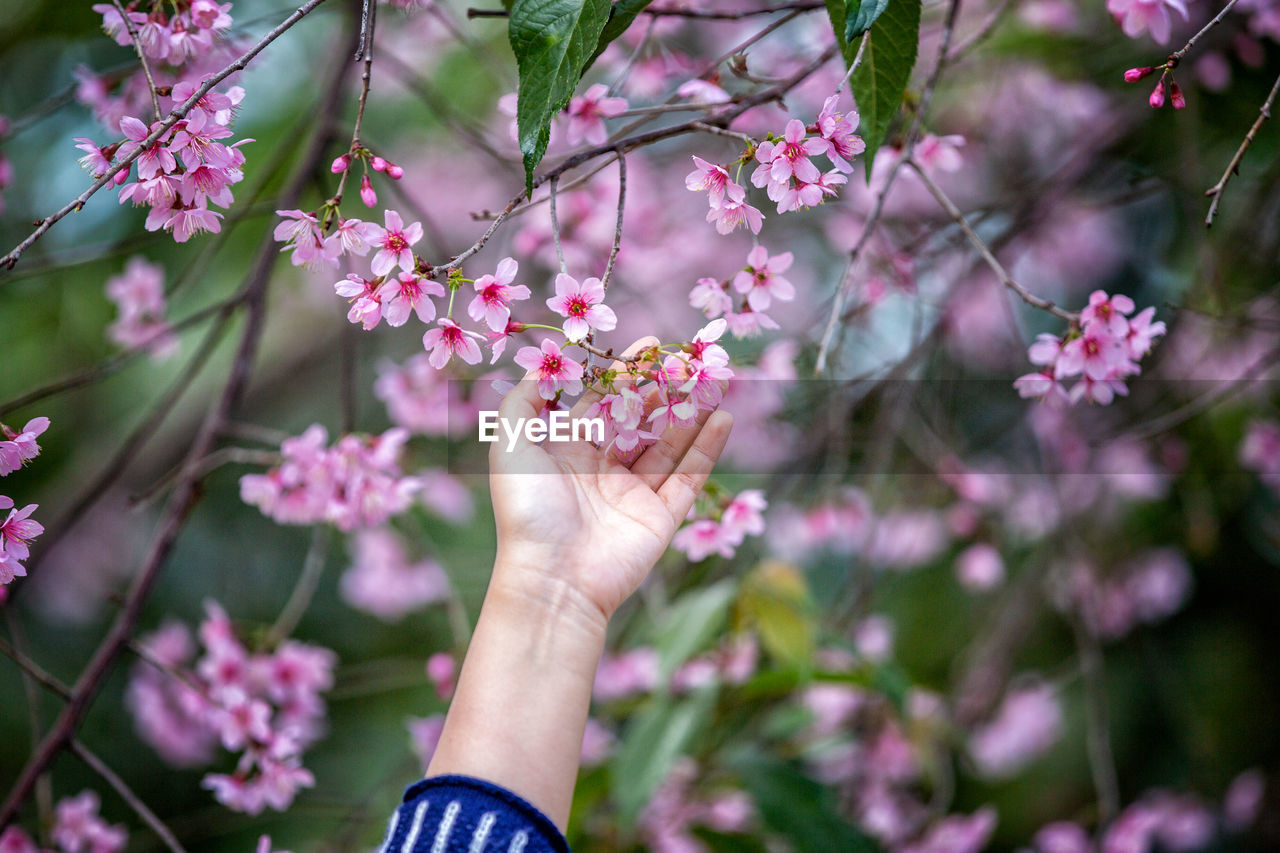 Close-up of woman touching cherry blossom