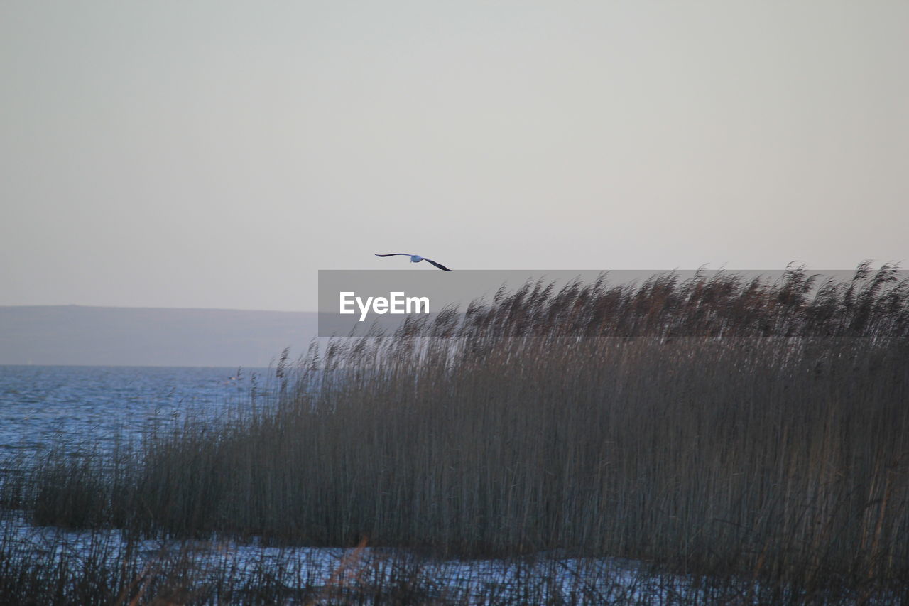 Seagull flying over reed growing on lake against sky