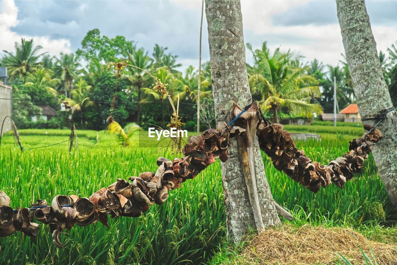 VIEW OF SHEEP ON TREE TRUNK