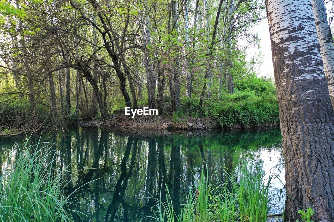 Trees by pond in forest