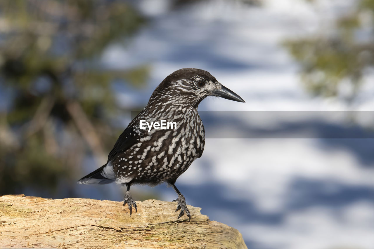 close-up of bird