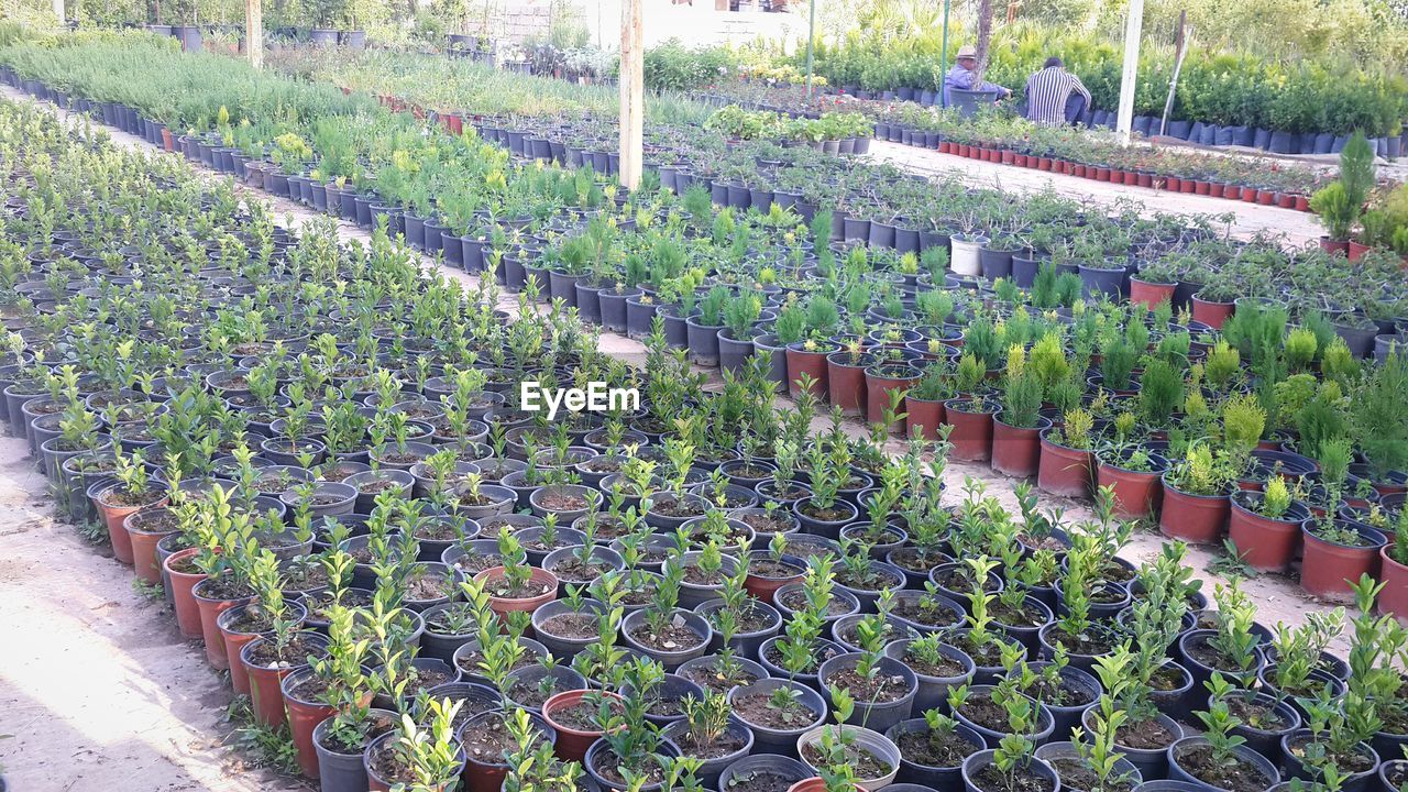 High angle view of potted plants at organic farm