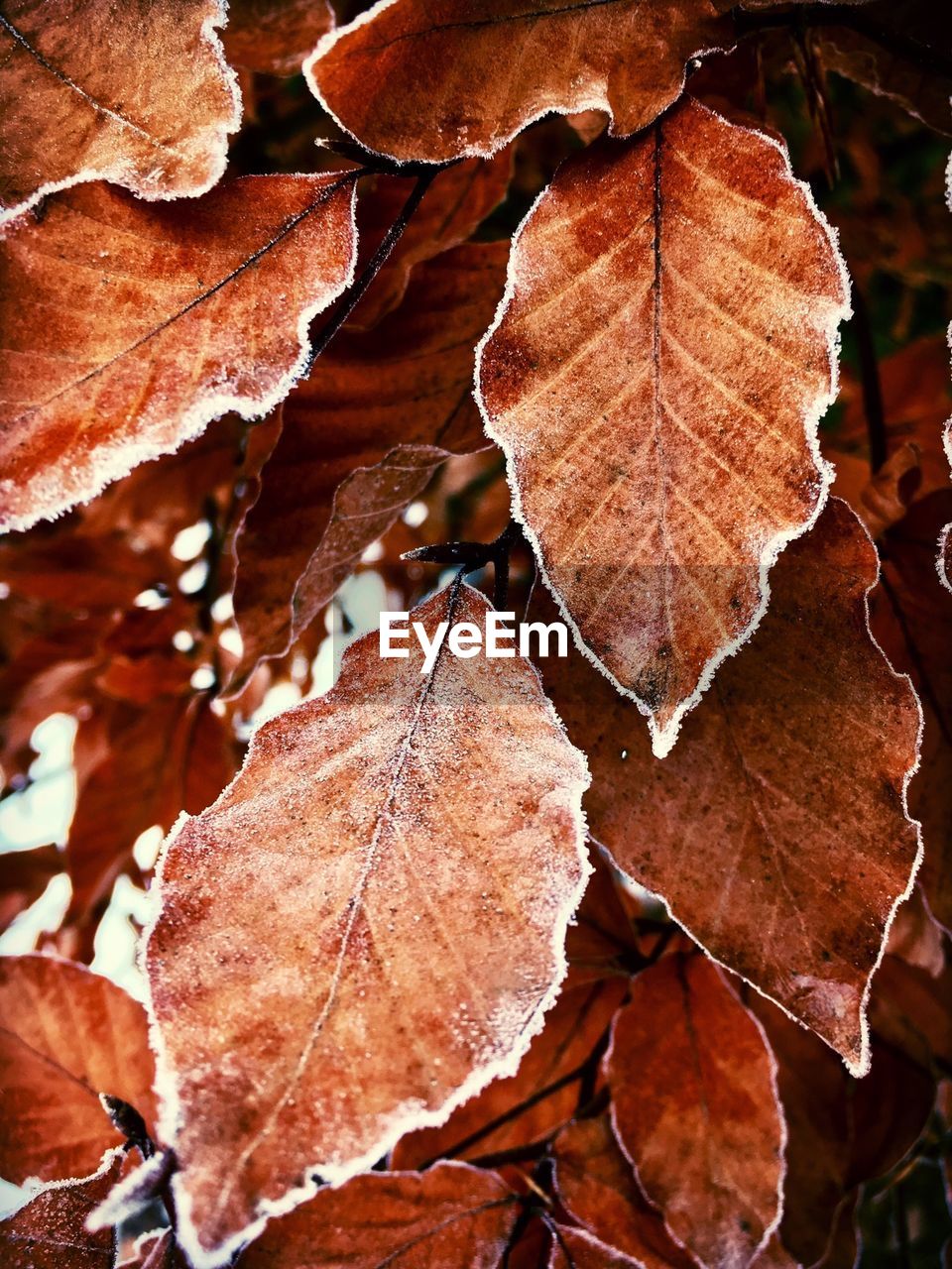 Close-up of dry maple leaves