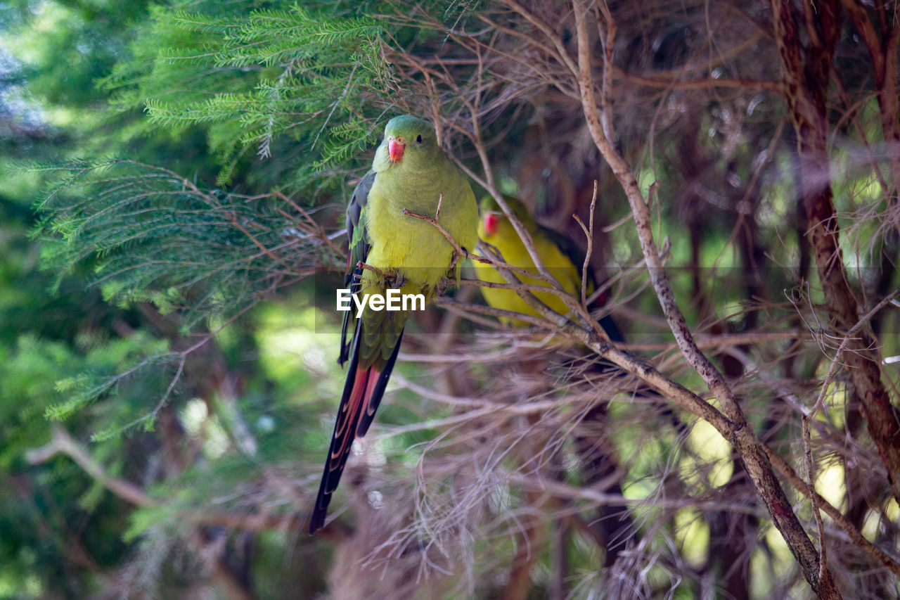 Bird perching on a tree