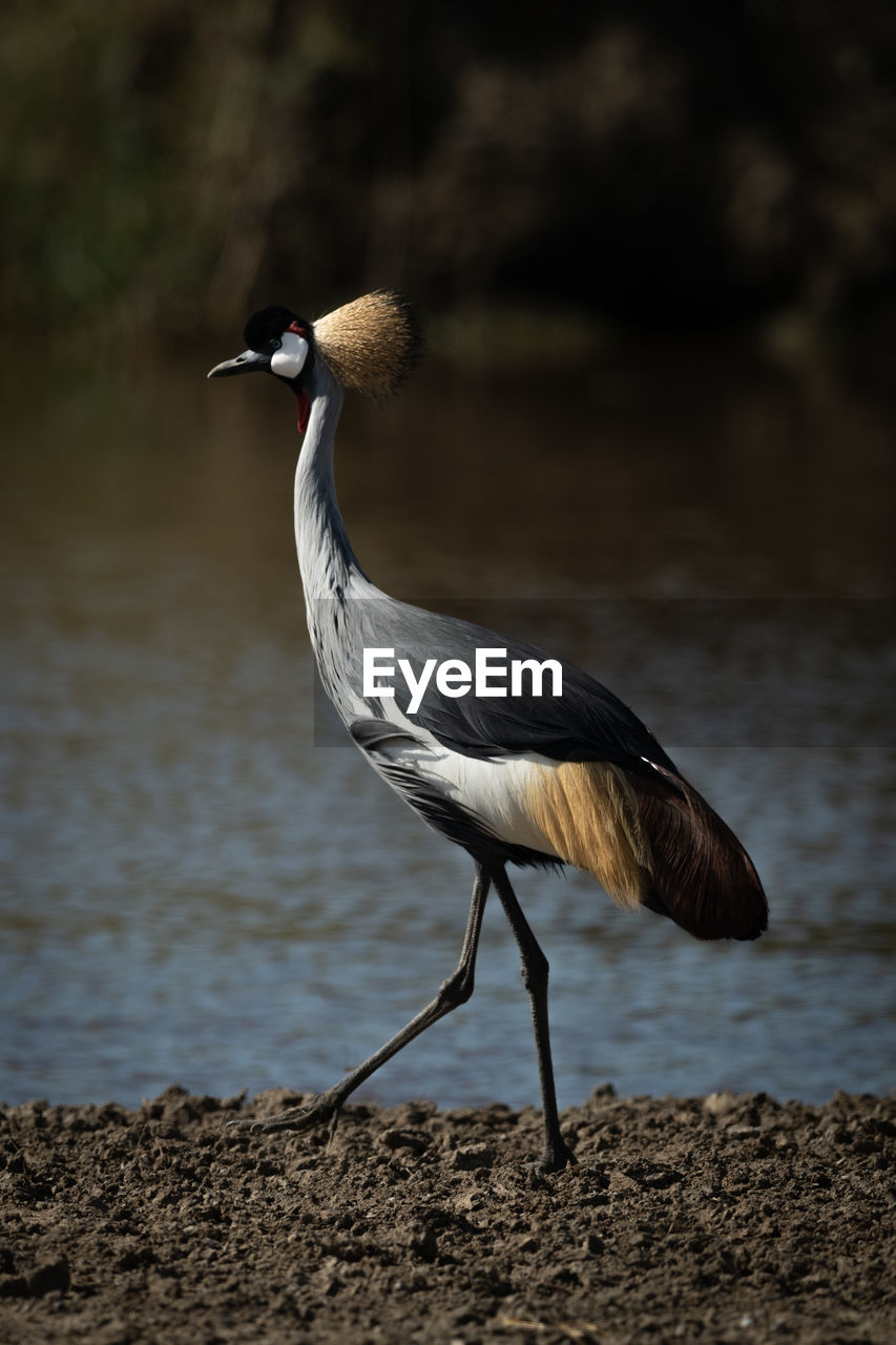 Grey crowned crane perching on land