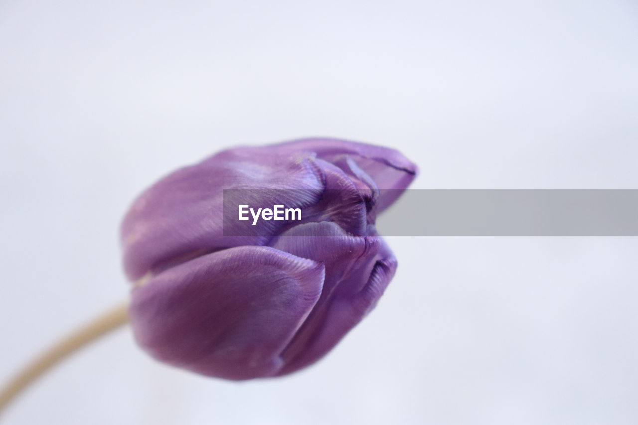 Close-up of purple flower over white background