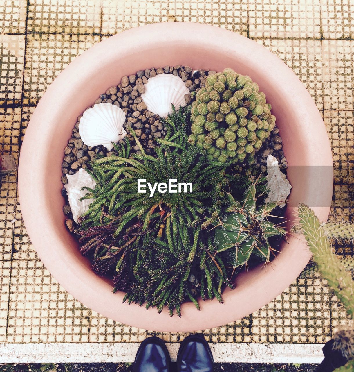 Overhead view of  of flower pot