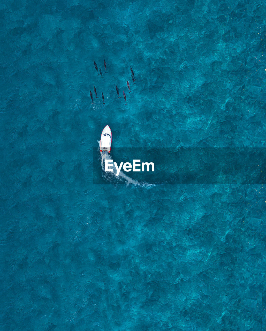 Aerial view of motorboat chasing pod of dolphins in blue sea