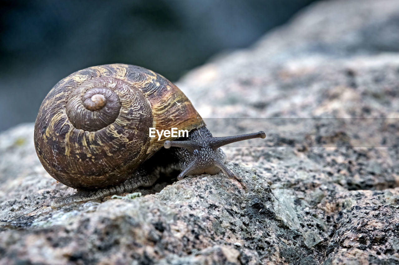 SNAIL ON ROCK