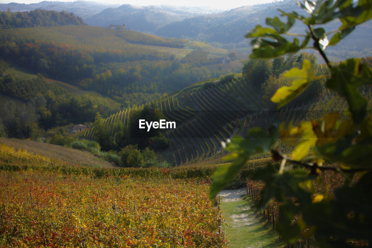 landscape, environment, plant, land, scenics - nature, agriculture, rural scene, nature, mountain, field, beauty in nature, tree, autumn, flower, growth, crop, valley, leaf, food and drink, rural area, no people, sky, farm, tranquility, plant part, food, mountain range, fruit, tranquil scene, outdoors, vineyard, day, green, sunlight, travel, forest, freshness, sun, non-urban scene, environmental conservation, plantation, idyllic, travel destinations, drink