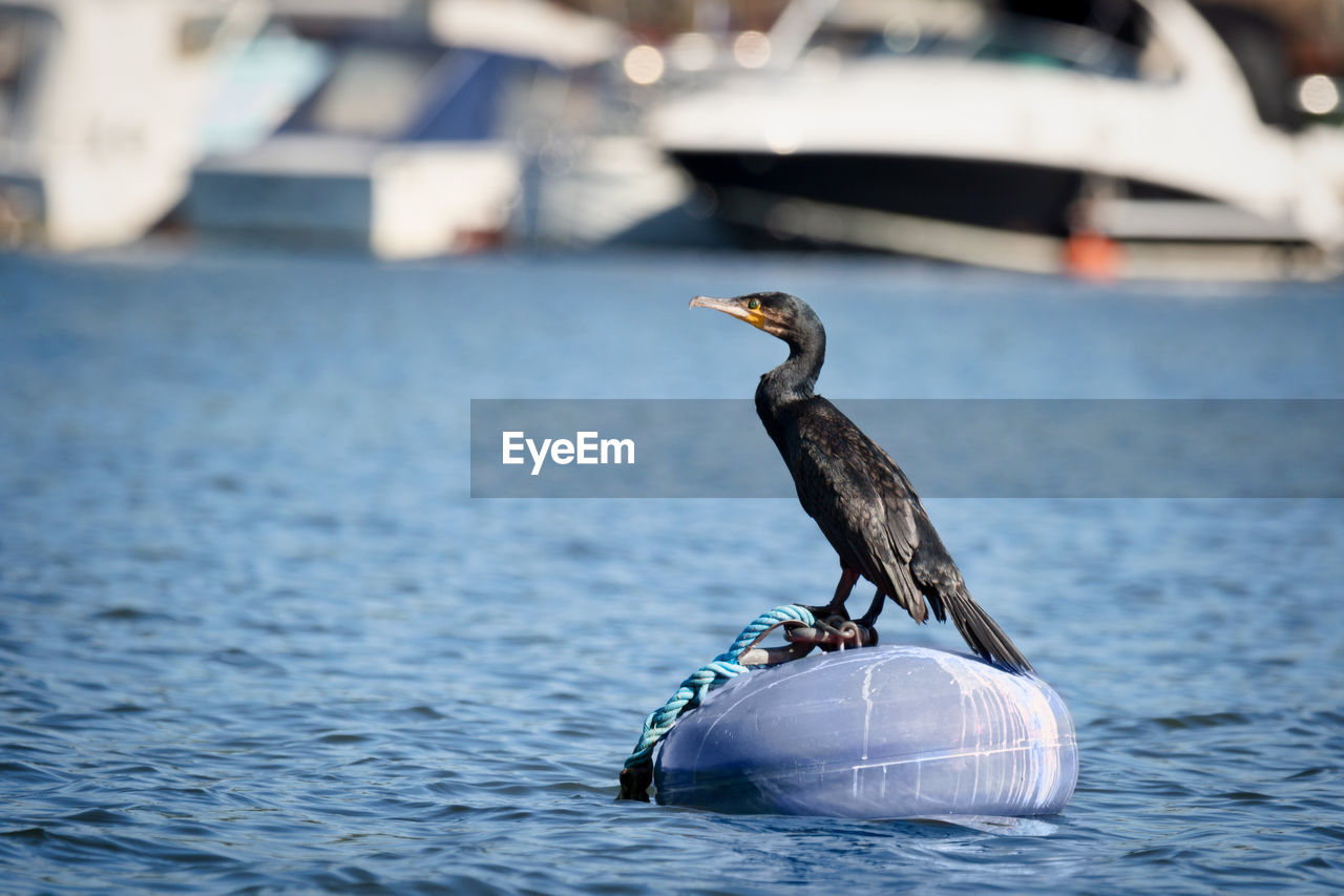 Cormorant on buoy in stockholm harbour