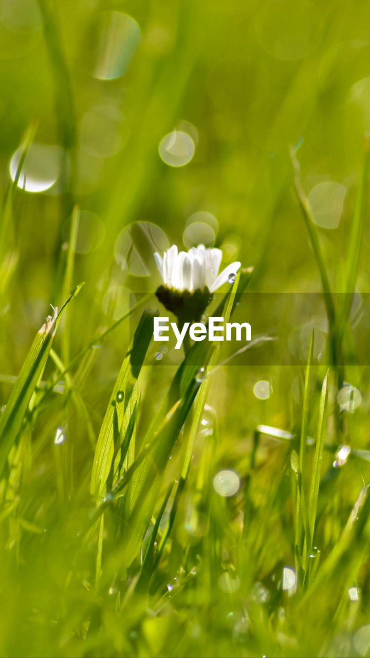 Close-up of wet plants on field