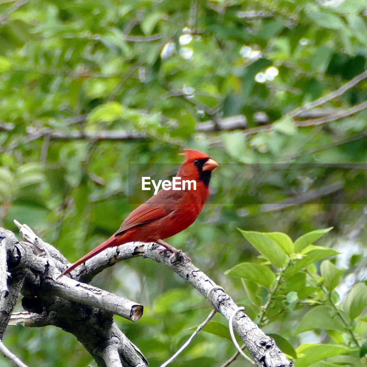 CLOSE-UP OF BIRD PERCHING ON BRANCH