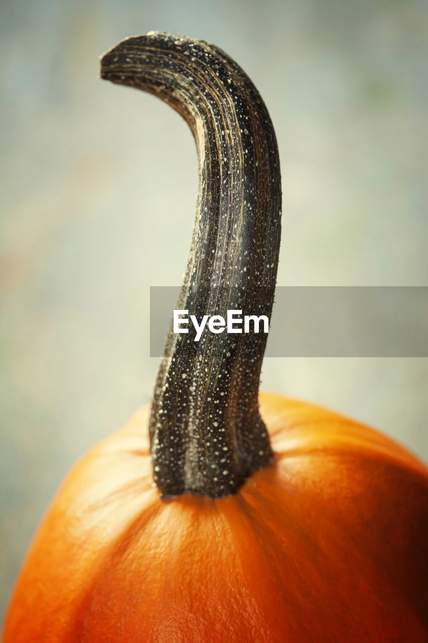 Close-up of pumpkin against orange sky