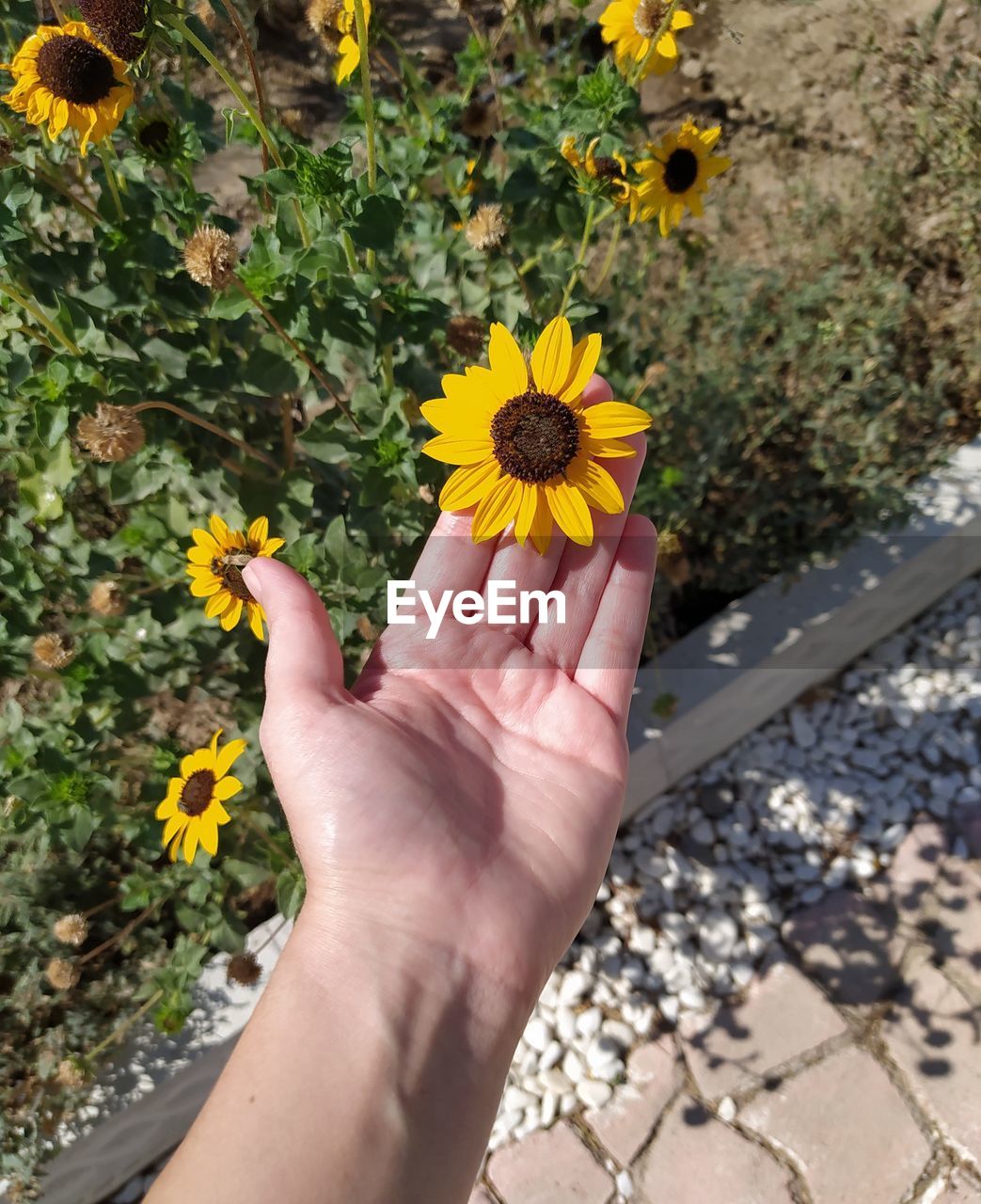 yellow, flower, flowering plant, plant, hand, freshness, one person, nature, personal perspective, fragility, high angle view, beauty in nature, growth, day, flower head, leaf, holding, lifestyles, outdoors, autumn, petal, leisure activity, close-up, inflorescence, sunlight, women, adult, finger, sunflower, directly above